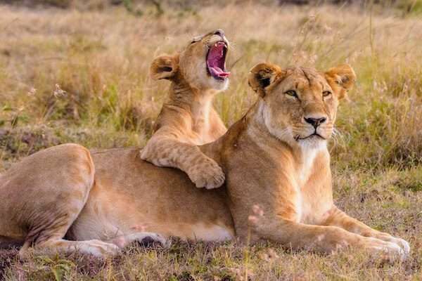 Masai Mara